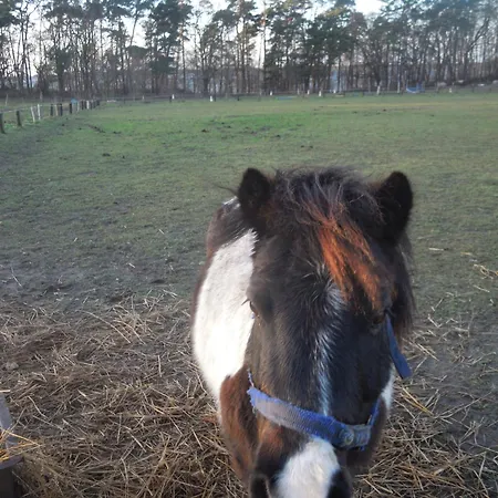 Dom wakacyjny Kleine Ferienoase Am Plauer Fuenfseen